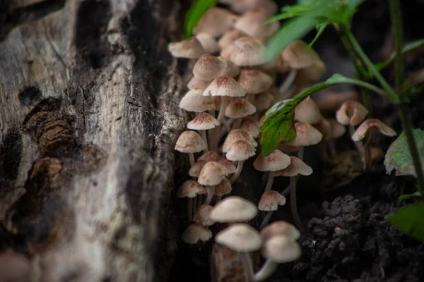 Primer Plano Hongos Corteza Árbol Bosque Sierra Manantlan Jalisco México — Foto de Stock