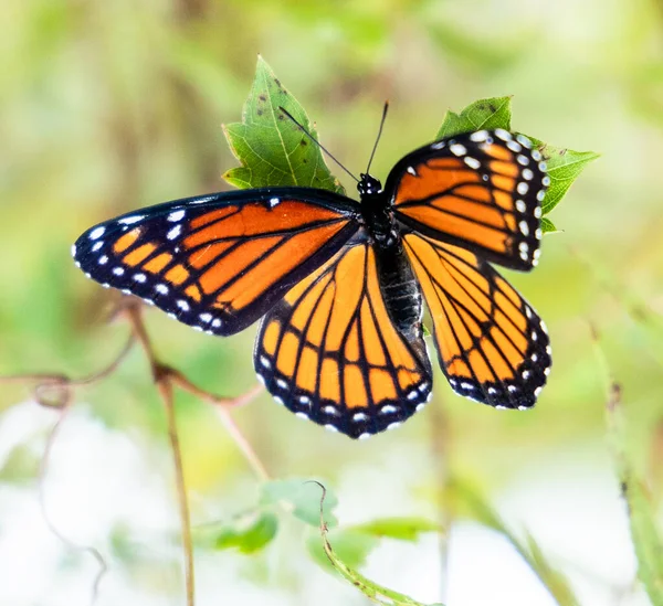 Primo Piano Una Farfalla Piante Verdi — Foto Stock