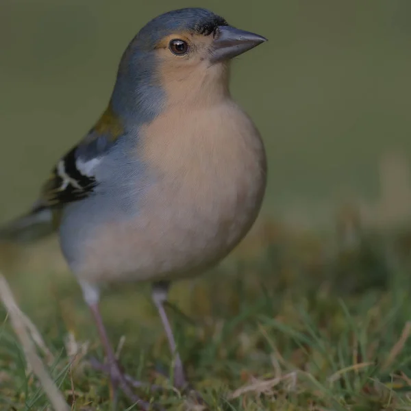 Eine Selektive Fokusaufnahme Eines Buchfinkenvogels Der Auf Dem Gras Hockt — Stockfoto