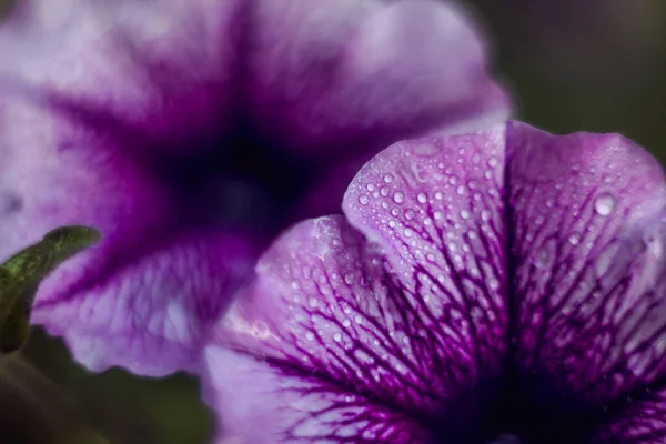 Mor Petunya Çiçeklerinin Seçici Odak Noktası — Stok fotoğraf