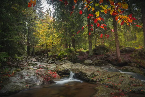 Malebný Záběr Bavorského Lesa Podzim Potokem Vody — Stock fotografie