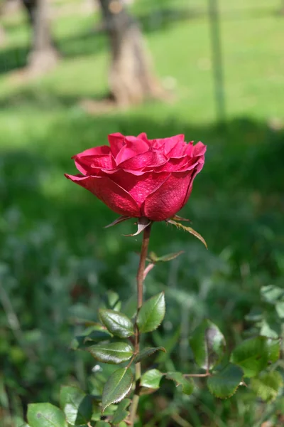 อตแนวต งของดอกก หลาบแดง — ภาพถ่ายสต็อก