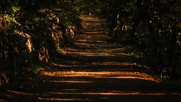 Ένα Σκοτεινό Σοκάκι Στη Μέση Του Δάσους Φθινόπωρο — Φωτογραφία Αρχείου