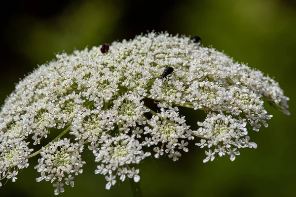 Detailní Záběr Hmyzu Bílém Květu — Stock fotografie