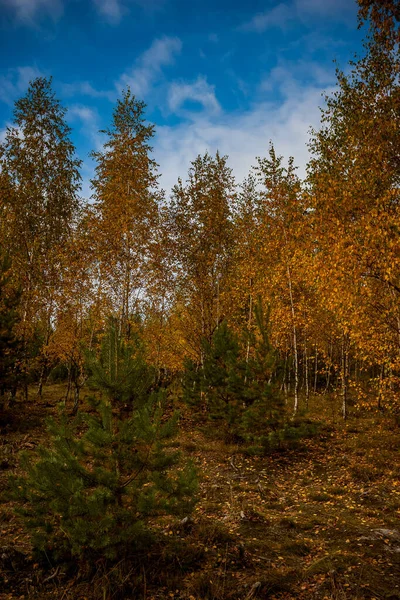 Ліс Берези Жовтим Листям Восени — стокове фото