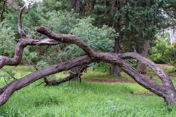 View Curved Tree Forest Surrounded Trees — Stock Photo, Image