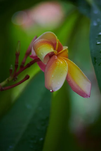 Frangipani Függőleges Közelsége Gyönyörű Sárga Virág Thaiföld — Stock Fotó