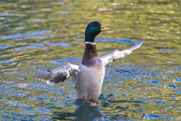 Mallard Duck Swimming Lake Sunlight — Stock Photo, Image