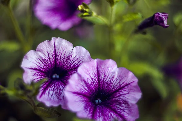 Tiro Foco Seletivo Flores Petúnias Roxas — Fotografia de Stock