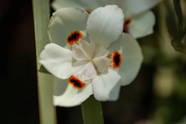 Detailní Záběr Krásné Květiny Zahradě — Stock fotografie