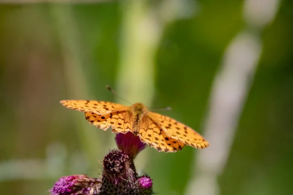 Primer Plano Una Mariposa Sobre Hermosas Flores Cardo Púrpura Jardín —  Fotos de Stock