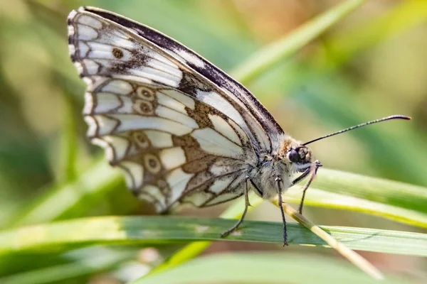 Detailní Záběr Motýla Rostlinách Zahradě — Stock fotografie