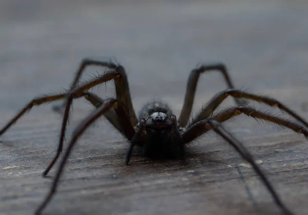 Tahta Bir Yüzeyde Büyük Bir Örümceğin Yakın Plan Çekimi — Stok fotoğraf