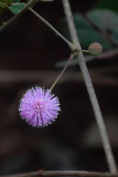 Egy Függőleges Közelkép Egy Gyönyörű Lila Mimózavirágról — Stock Fotó