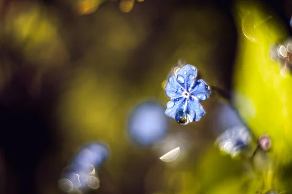 Μια Επιλεκτική Φωτογραφία Ενός Μικροσκοπικού Μπλε Λουλουδιού — Φωτογραφία Αρχείου