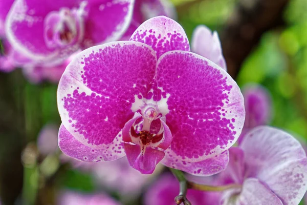 一张漂亮的粉色兰花的特写照片 — 图库照片