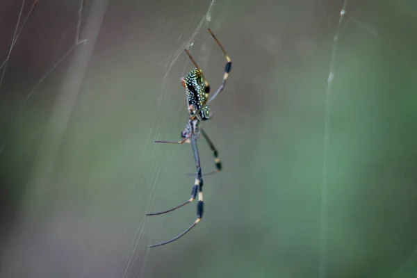 Een Close Van Een Spin Een Spinnenweb — Stockfoto