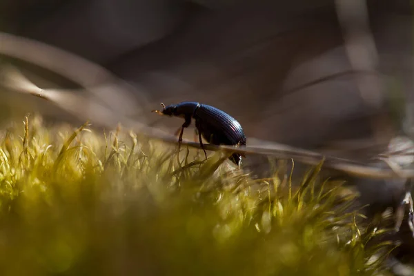 Liten Alvskalbagge Den Gröna Mossan — Stockfoto