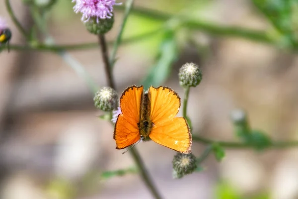 Gros Plan Papillon Sur Belles Fleurs Chardon Violet Dans Jardin — Photo