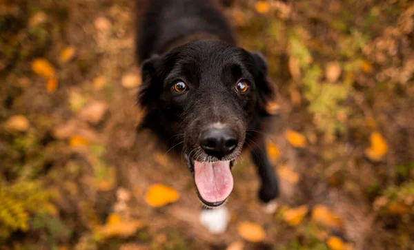 Słodki Czarny Pies Patrzący Kamerę Ogrodzie — Zdjęcie stockowe