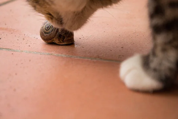 Bir Kedinin Yerdeki Pençelerinin Yakın Plan Çekimi — Stok fotoğraf