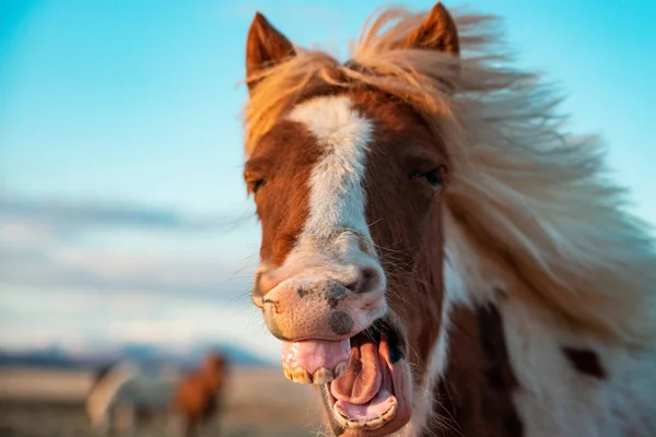 Vit Och Brun Islandshäst Med Öppen Mun — Stockfoto