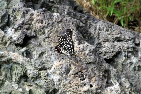 Closeup Shot Butterfly Rock — Stock Photo, Image