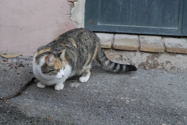Dışarıda Bir Taşın Üzerinde Yürüyen Tüylü Bir Kedi — Stok fotoğraf