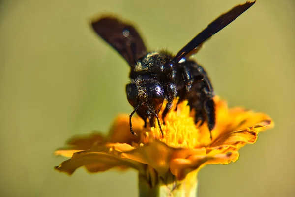 Пчела Плотник Желтом Цветке — стоковое фото