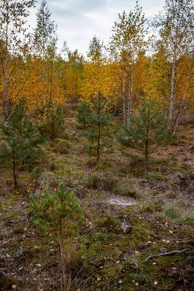 Лес Березы Сосны Желтыми Листьями Осенью — стоковое фото