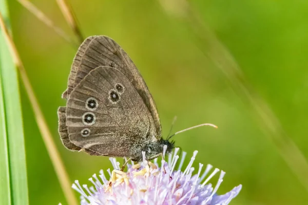 Zbliżenie Motyla Pięknych Dzikich Kwiatach Ogrodzie — Zdjęcie stockowe