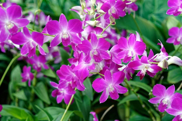 Närbild Vackra Rosa Orkidéer — Stockfoto