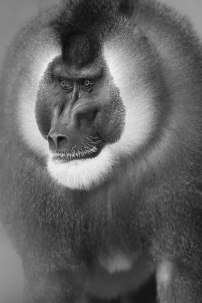 Крупный План Серого Масштаба Пушистого Бабуина Зоопарке — стоковое фото