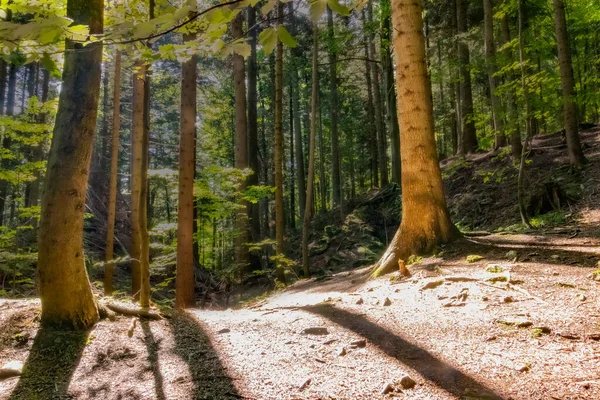 Krásný Výhled Les Mnoha Stromy — Stock fotografie