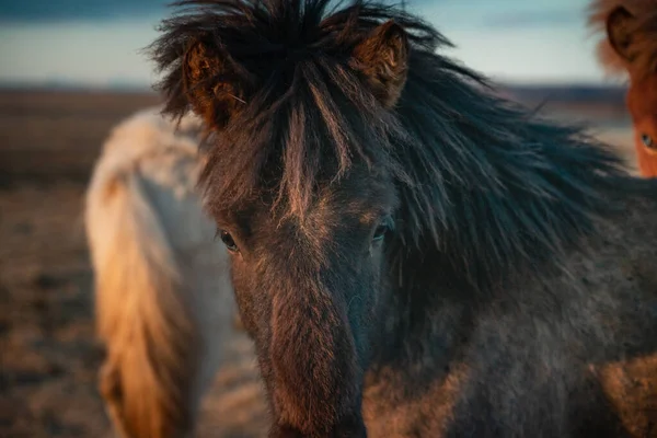 Grå Islandshäst Ett Fält — Stockfoto