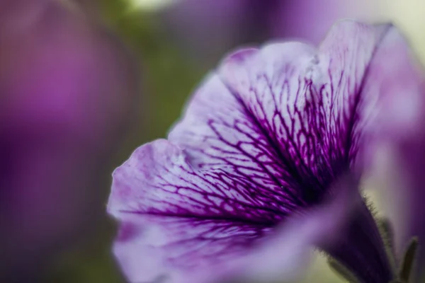 Mor Bir Petunya Çiçeğinin Seçici Odak Noktası — Stok fotoğraf