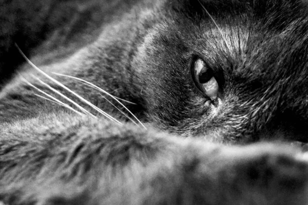 Grayscale Shot Cat — Stock Photo, Image