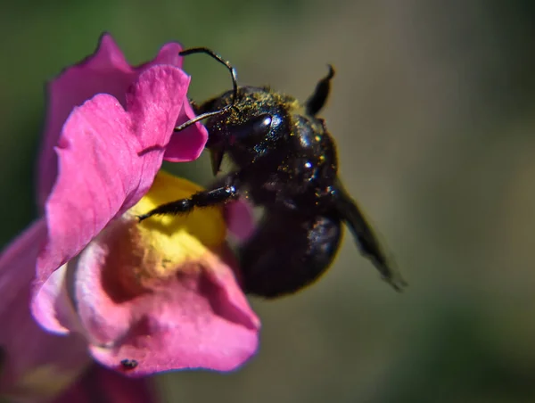 Carpenter Bee Apink Flower — Stock fotografie