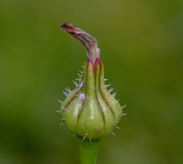 Tiro Close Uma Flor Fundo Borrado — Fotografia de Stock