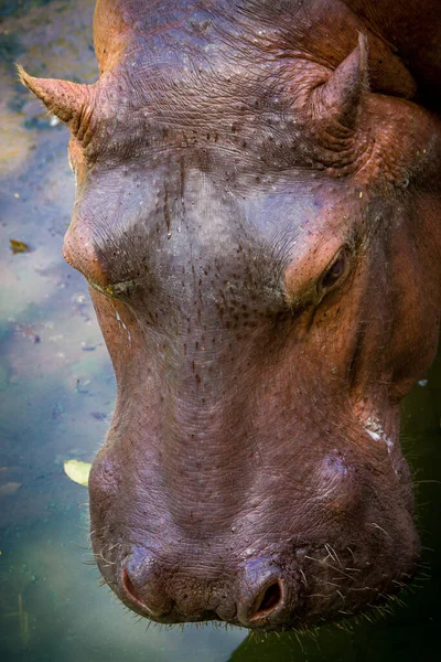 Een Verticaal Shot Van Een Nijlpaard Zoek Naar Voedsel — Stockfoto