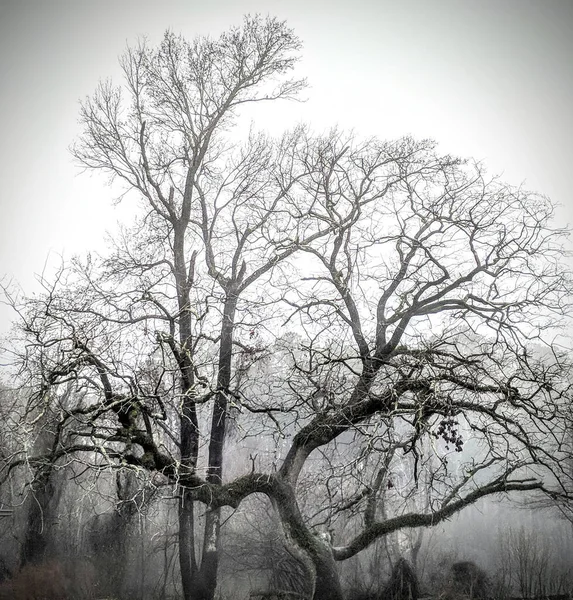 グレースケールの森の中の木の美しいショット — ストック写真