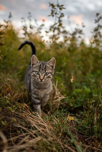 정원의 카메라를 귀여운 고양이 — 스톡 사진