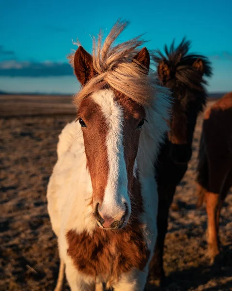 Три Білих Коричневих Ісландських Коня Полі — стокове фото