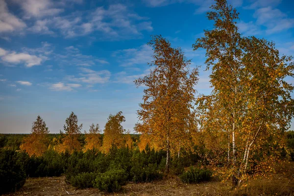 Sonbaharda Sarı Yapraklı Bir Huş Ağacı Ormanı — Stok fotoğraf