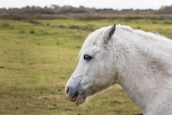 野原の美しい白い馬のクローズアップ — ストック写真