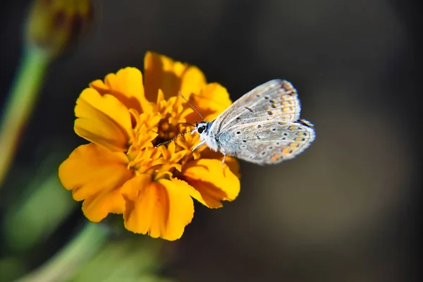Sarı Bir Çiçekte Güzel Bir Lepidoptera Kelebeği — Stok fotoğraf