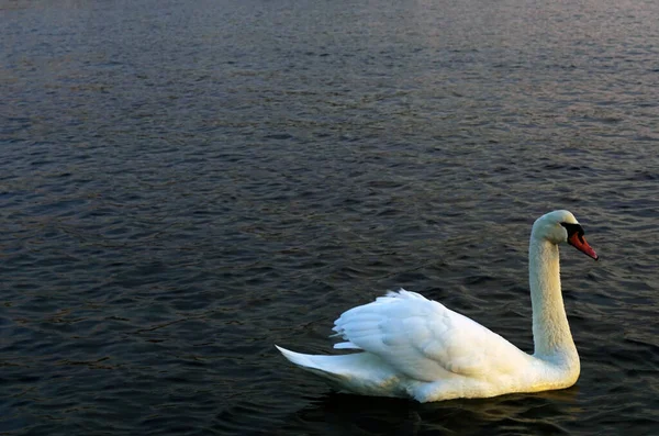 Cigno Bianco Sulla Superficie Dell Acqua — Foto Stock