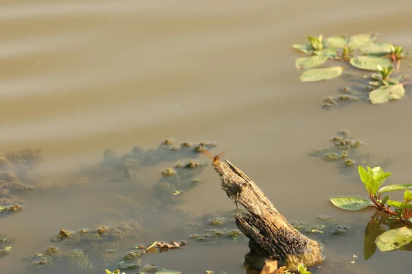 Detailní Záběr Vážky Větvi Stromu — Stock fotografie