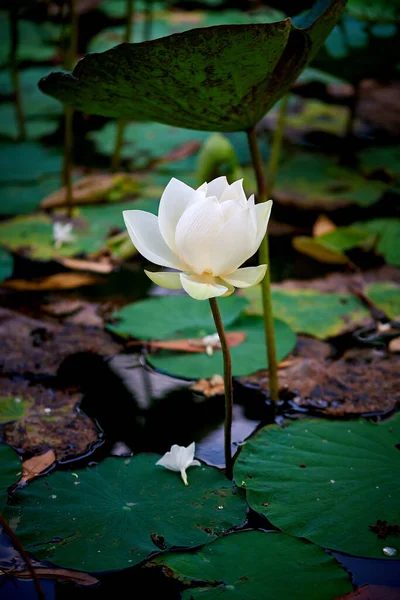 白い蓮の花の垂直閉鎖 — ストック写真