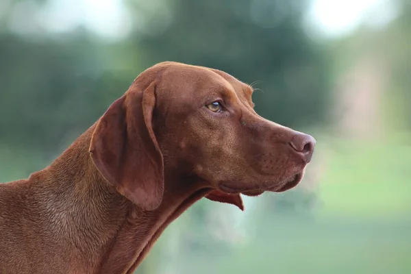 Een Closeup Van Een Schattige Hond Een Wazige Achtergrond — Stockfoto